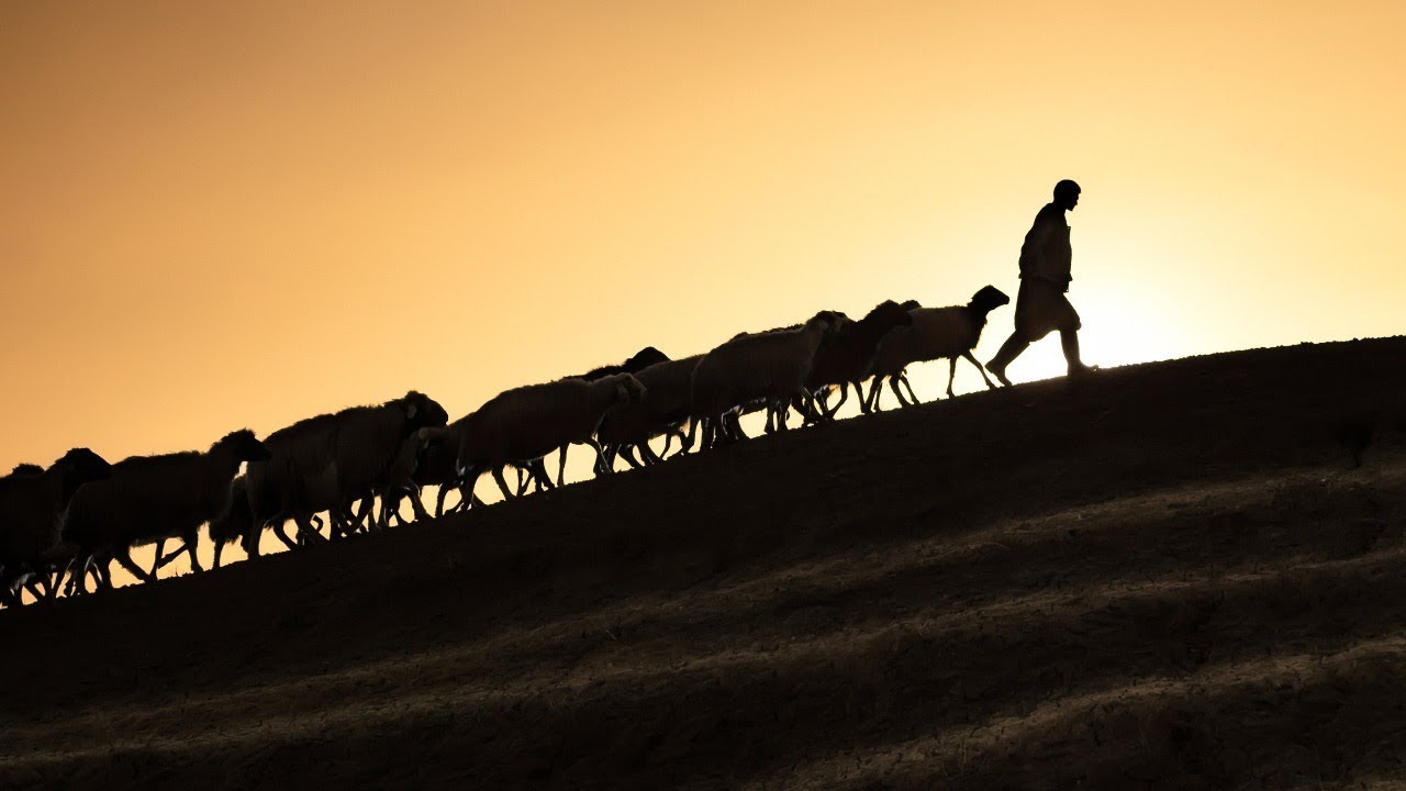 Entendre, écouter et suivre la voix du bon berger