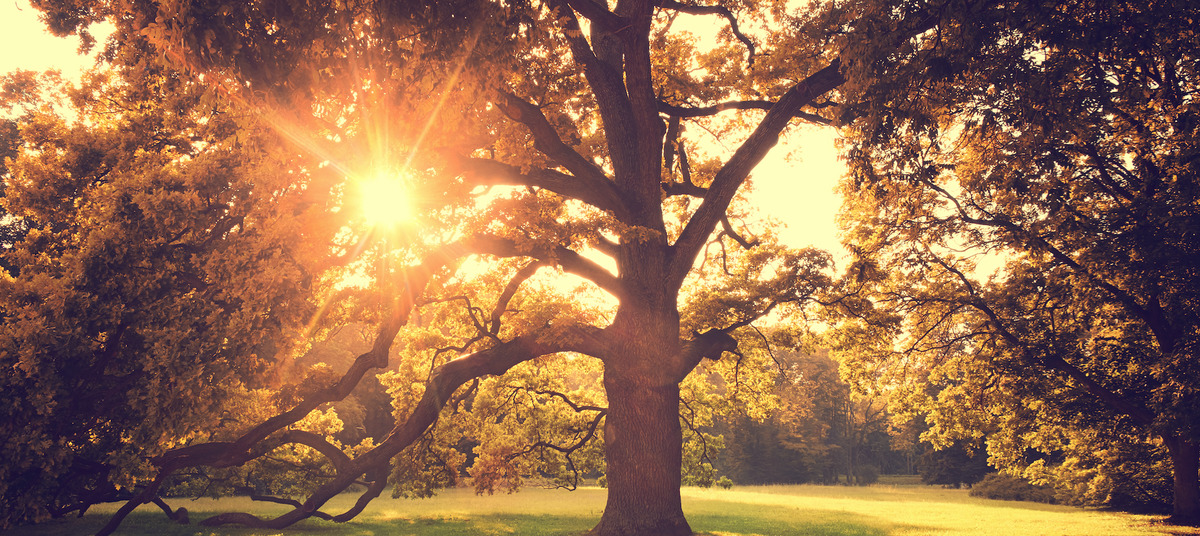 Zachée, l’innocent